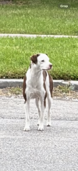 Found/Stray Male Dog last seen Sherman and 66th, Houston, TX 77011