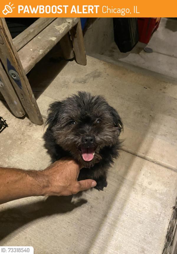 Found/Stray Male Dog last seen Avers and Lawrence Ave, Chicago, IL 60625