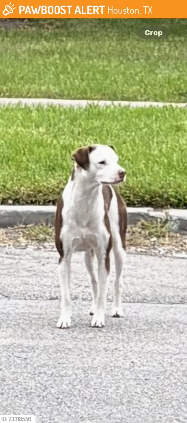 Found/Stray Male Dog last seen Sherman and 66th, Houston, TX 77011