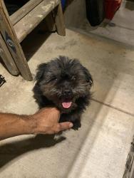 Found/Stray Male Dog last seen Avers and Lawrence Ave, Chicago, IL 60625