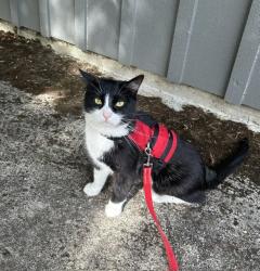Reunited Male Cat last seen SW Seymour Ct and SW 39th Dr, Portland, OR 97221