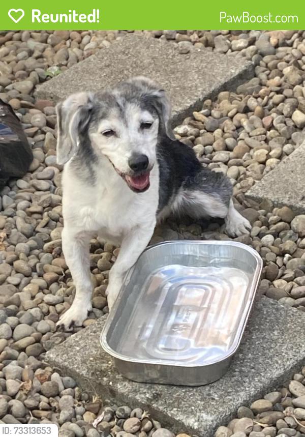 Reunited Unknown Dog last seen Naegeli Ct & Naegeli Dr, Portland, OR 97236