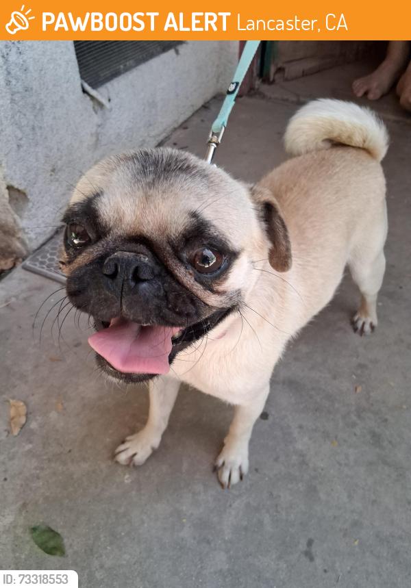 Found/Stray Female Dog last seen 10th St W & Ave K, Lancaster, CA 93536