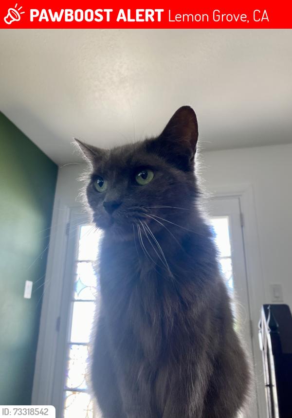 Lost Female Cat last seen Cypress and mount Vernon st., Lemon Grove, CA 91945