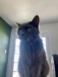 Lost Female Cat last seen Cypress and mount Vernon st., Lemon Grove, CA 91945