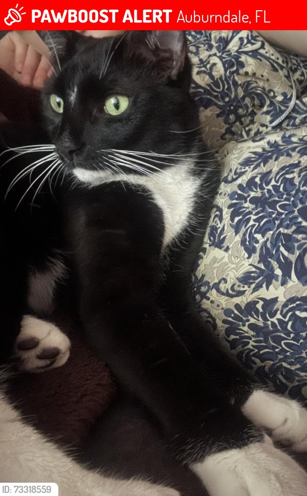 Lost Male Cat last seen Somerset dr, Auburndale, FL 33823