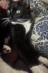 Lost Male Cat last seen Somerset dr, Auburndale, FL 33823