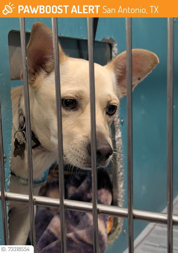 Found/Stray Male Dog last seen Animal care services 4710 TX-151, San Antonio, TX 78227, San Antonio, TX 78227