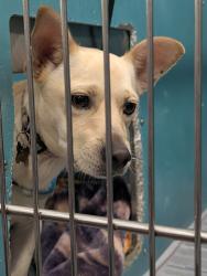 Found/Stray Male Dog last seen Animal care services 4710 TX-151, San Antonio, TX 78227, San Antonio, TX 78227