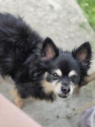 Lost Male Dog last seen Agler Rd and Woodland Ave, Columbus, OH 43219