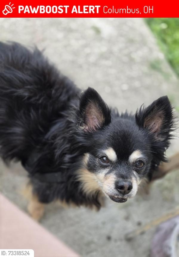 Lost Male Dog last seen Agler Rd and Woodland Ave, Columbus, OH 43219
