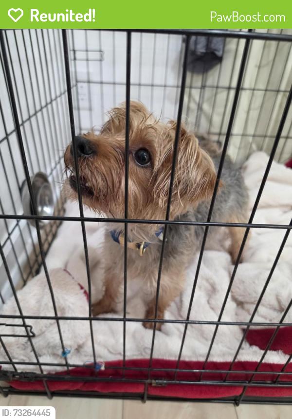 Reunited Male Dog last seen Catalpa Ave and Manning Rd, Indianapolis, IN 46228