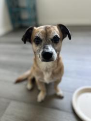 Found/Stray Male Dog last seen 5th and junipero, long beach, Long Beach, CA 90814