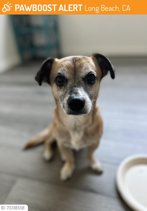 Found/Stray Male Dog last seen 5th and junipero, long beach, Long Beach, CA 90814