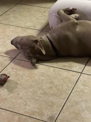 Reunited Male Dog last seen Near Wilmer Ave, Orlando, FL 32811