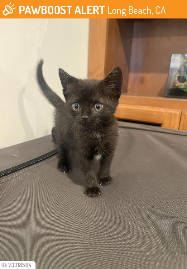 Found/Stray Female Cat last seen Long beach, Long Beach, CA 90831