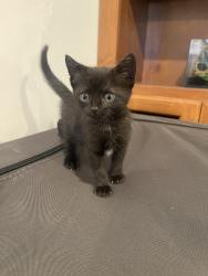 Found/Stray Female Cat last seen Long beach, Long Beach, CA 90831