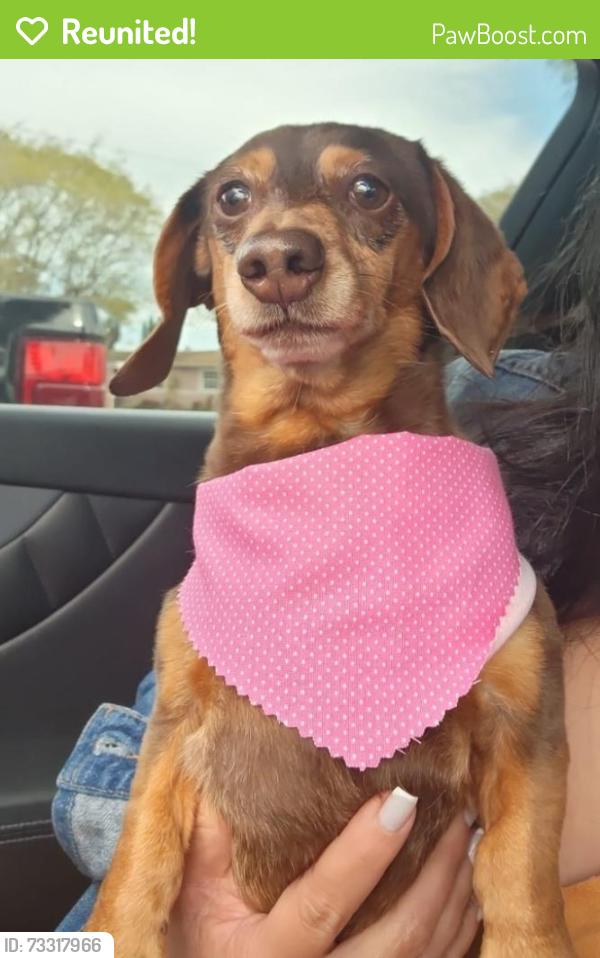 Reunited Female Dog last seen Nw 3rd Ave and nw 38th st, Pompano Beach, FL 33064