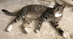 Reunited Female Cat last seen Sunflower and Gloxina Streets, Encinitas, CA 92024