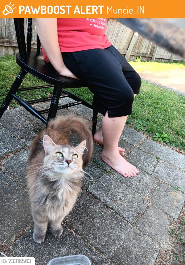 Found/Stray Female Cat last seen She roams around everywhere, Muncie, IN 47304
