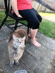 Found/Stray Female Cat last seen She roams around everywhere, Muncie, IN 47304