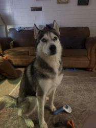 Found/Stray Male Dog last seen Brioso bridges apmts, Tucson, AZ 85713