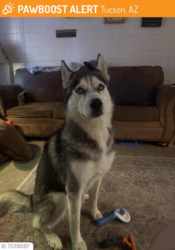 Found/Stray Male Dog last seen Brioso bridges apmts, Tucson, AZ 85713