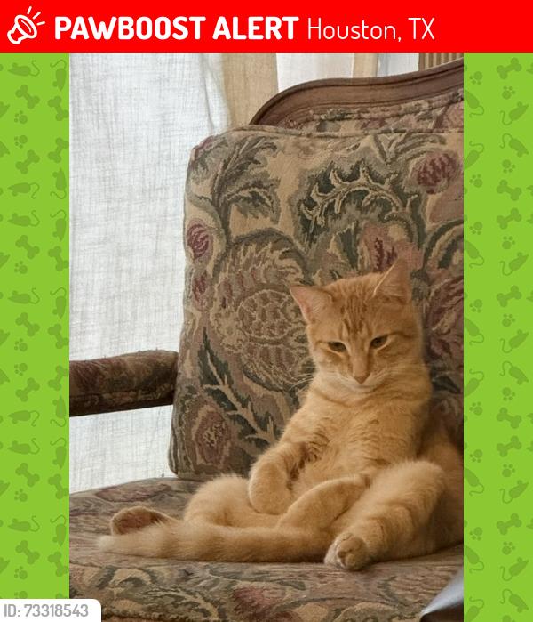 Lost Male Cat last seen Westheimer Pl Drive, Kingsman, Vineyard, near the Bayou, Houston, TX 77082
