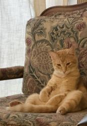 Lost Male Cat last seen Westheimer Pl Drive, Kingsman, Vineyard, near the Bayou, Houston, TX 77082