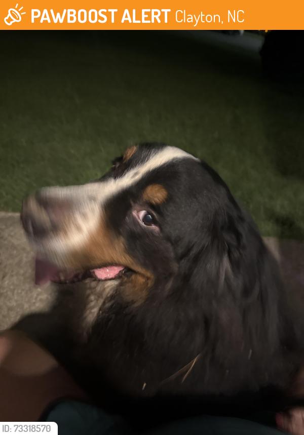 Found/Stray Unknown Dog last seen Dairy rd / Brittany wood subdivision, Clayton, NC 27520