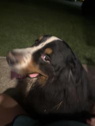 Found/Stray Unknown Dog last seen Dairy rd / Brittany wood subdivision, Clayton, NC 27520