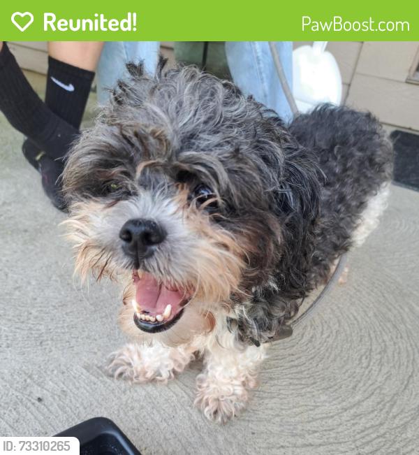 Reunited Female Dog last seen Neighborhood near East Franklin Elementary, Columbus, OH 43223