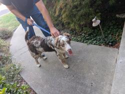 Reunited Male Dog last seen Payne Elementary, San Jose, CA 95130