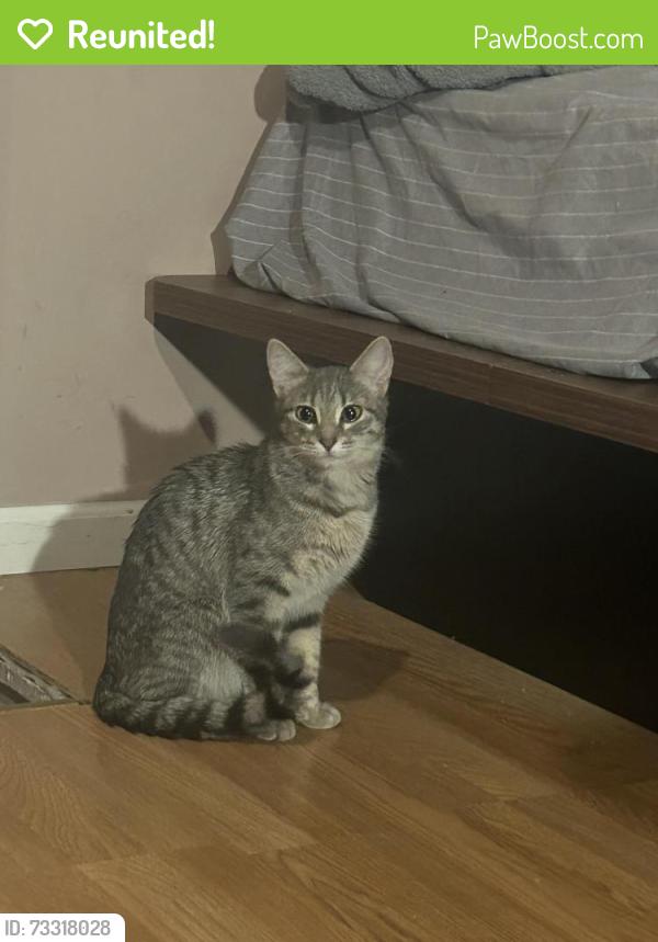 Reunited Female Cat last seen Ridgeway and Hartford, Aurora, IL 60506