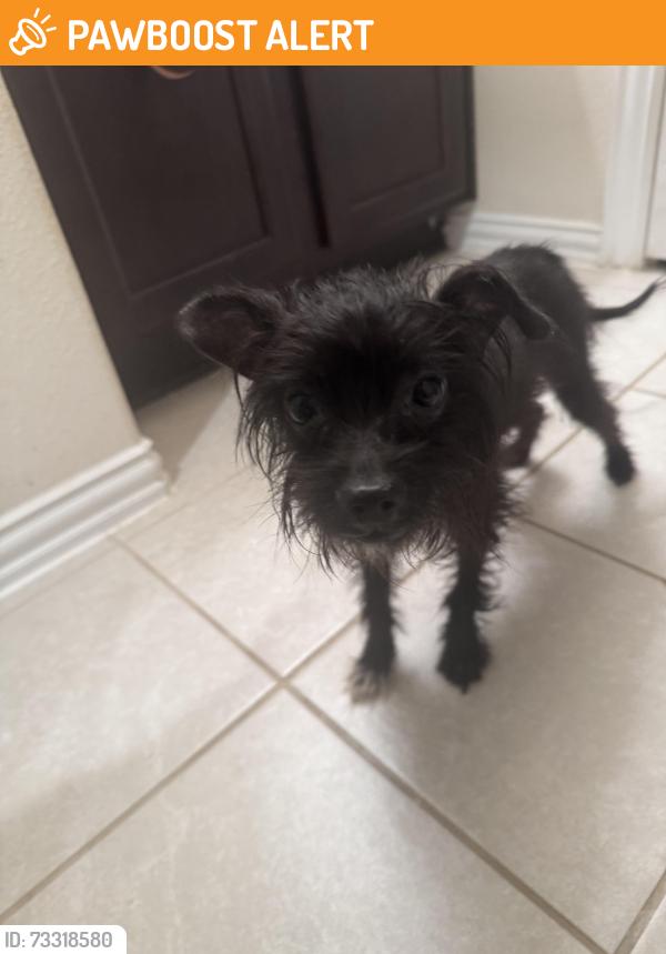 Found/Stray Male Dog last seen Riverwood Village Neighborhood, Fort Bend County, TX 77469