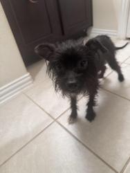 Found/Stray Male Dog last seen Riverwood Village Neighborhood, Fort Bend County, TX 77469