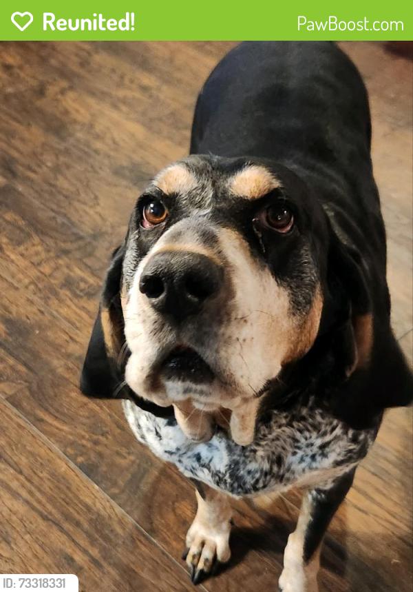 Reunited Male Dog last seen 3775s and 1900 west roy utah, Roy, UT 84067