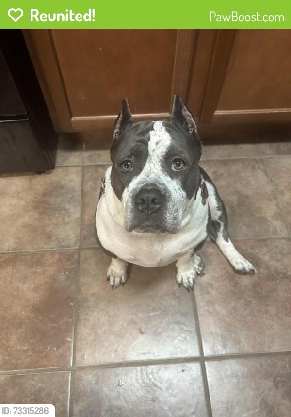 Reunited Female Dog last seen Cottonwood drive Pasadena, Texas, Pasadena, TX 77502