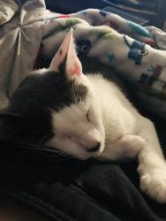 Reunited Male Cat last seen Montgomery drive on one side, Hwy 12 on the other, Santa Rosa, CA 95409
