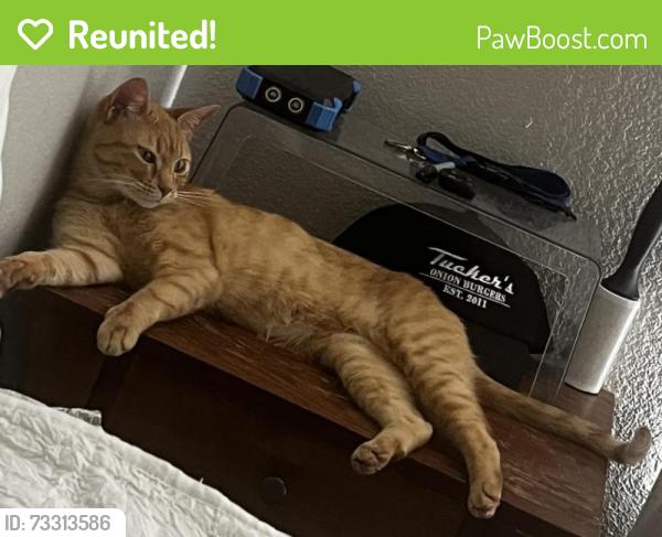 Reunited Female Cat last seen Near N Pennsylvania Ave, Oklahoma City, OK 73134, USA, Oklahoma City, OK 73134