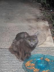 Found/Stray Unknown Cat last seen 31st Ave Bell, Phoenix, AZ 85053