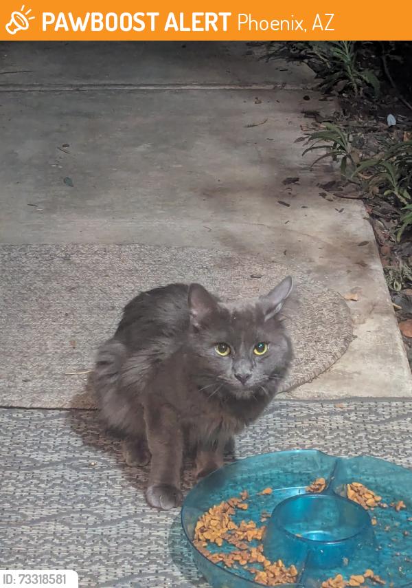 Found/Stray Unknown Cat last seen 31st Ave Bell, Phoenix, AZ 85053