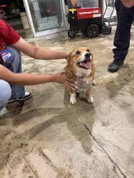 Reunited Male Dog last seen HEB on Valley HI, San Antonio, TX 78227