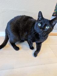 Lost Male Cat last seen 233rd Pl SW & 12th Pl W, Bothell, WA 98021