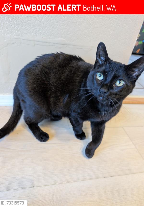 Lost Male Cat last seen 233rd Pl SW & 12th Pl W, Bothell, WA 98021