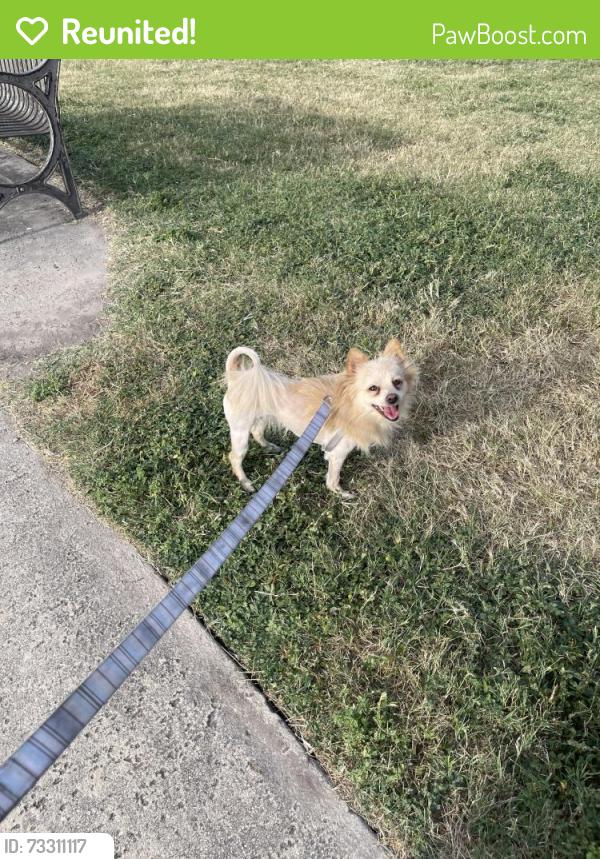Reunited Female Dog last seen Plato’s on Blanco & 410, San Antonio, TX 78216