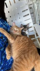 Lost Male Cat last seen Colerain, Cincinnati, OH 45251