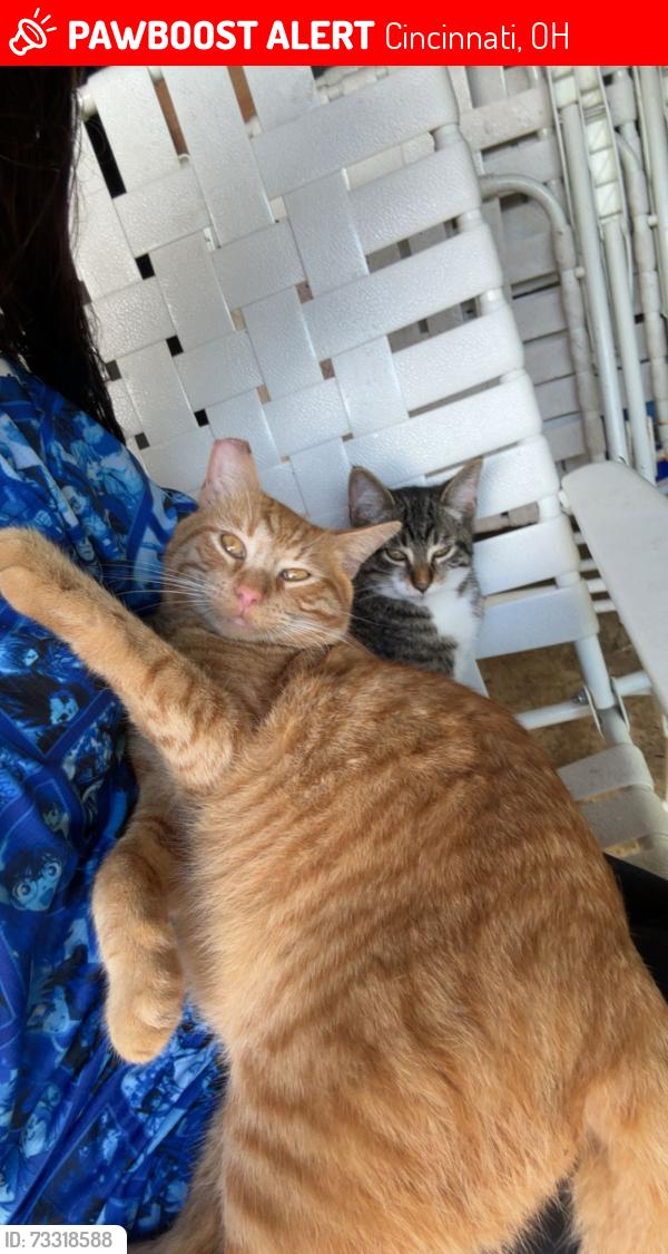 Lost Male Cat last seen Colerain, Cincinnati, OH 45251