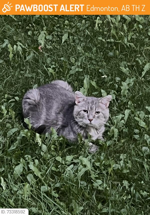 Found/Stray Unknown Cat last seen Allendale, Edmonton, AB T6H 1Z5