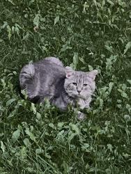 Found/Stray Unknown Cat last seen Allendale, Edmonton, AB T6H 1Z5
